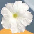 Саксес F1 белая (white) семена петунии грандифлора (Benary)