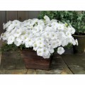Саксес F1 белая (white) семена петунии грандифлора (Benary)