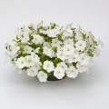 Саксес F1 белая (white) семена петунии грандифлора (Benary)