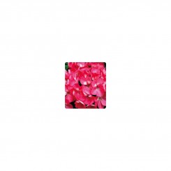 Салют Rose семена пеларгонии зональной (Kitano Seeds)