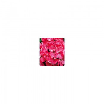 Салют Rose семена пеларгонии зональной (Kitano Seeds)