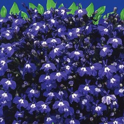 Сапфир семян лобелии (GL Seeds)