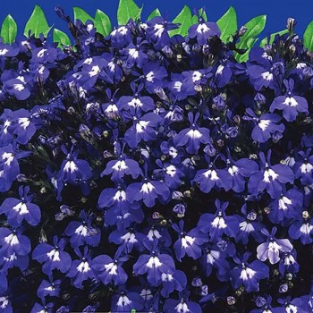 Сапфир семян лобелии (GL Seeds)