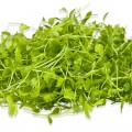 Сельдерей семян микрозеленый (Agrocity)