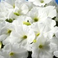 Селебрити F1 белая (white) семена петунии мультифлора (Benary)