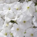 Селебрити F1 белая (white) семена петунии мультифлора (Benary)