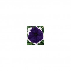 Серенада Блу (Blue) семян крупноцветковой петунии (Kitano Seeds)