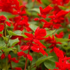 Шалфей сверкающий красный (red) семена одногодка. (Moravoseed)