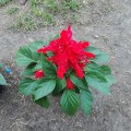 Шалфей сверкающий красный (red) семена одногодка. (Moravoseed)