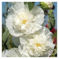 Шатер белый (white) семян мальвы (Hem Zaden)