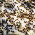 Шпинат семена микрозеленые (Agrocity)