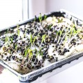 Шпинат семена микрозеленые (Agrocity)