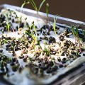 Шпинат семена микрозеленые (Agrocity)