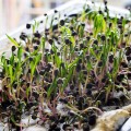 Шпинат семена микрозеленые (Agrocity)