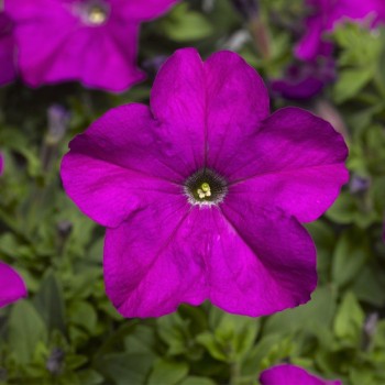 Шторм F1 фиолетовая (purple) семена петунии грандифлора (Syngenta)