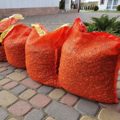 Штутгард сіянка цибулі