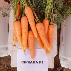 Сиркан F1 (1,6-1,8) семян моркови Нантес средней 110-120 дн. 18-21 см (Nunhems)