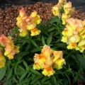 Снеппи F1 персиковый (peach) семена антиринума карликового (Hem Genetics)