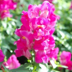Снеппи F1 розовый (pink) семена антиринума карликового (Hem Genetics)