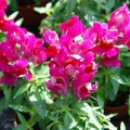 Снеппи F1 розовый (pink) семена антиринума карликового (Hem Genetics)