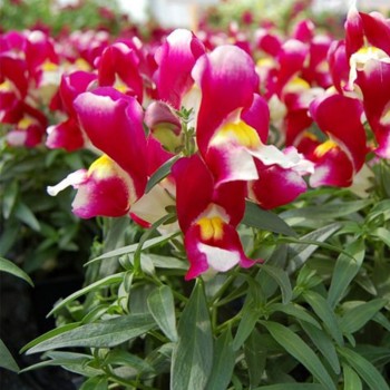 Снеппи F1 бургунды биколор (burgundy bicolor) семена антиринума карликового (Hem Genetics)