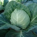 Горнет F1 (Старт F1) насіння капусти білокачанної (Moravoseed)
