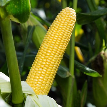 Стронгстар F1 семена кукурузы суперсладкой Sh2 ранней 71 дн. 23 см 18р (Syngenta)
