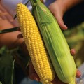 Стронгстар F1 семена кукурузы суперсладкой Sh2 ранней 71 дн. 23 см 18р (Syngenta)