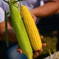 Стронгстар F1 семена кукурузы суперсладкой Sh2 ранней 71 дн. 23 см 18р (Syngenta)