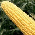 Стронгстар F1 семена кукурузы суперсладкой Sh2 ранней 71 дн. 23 см 18р (Syngenta)