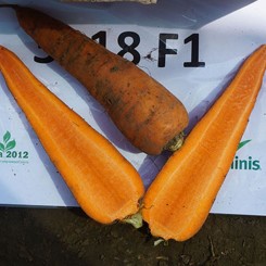 СВ 3118 ДВ F1 (SV 3118 DH F1) (1,4-1,6мм) семена моркови (Seminis)