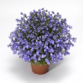 Свингинг Беллс синий (blue) семена колокольчика (Syngenta)