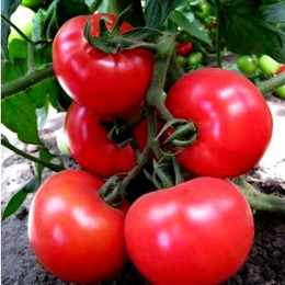 Тайлин F1 семена помидора индетерминантного (BT Tohum)