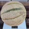 Талисман F1 семена дыни типа Канталупе ранней 60-70 дн 1,5 кг окр.ребр.(Sakata)