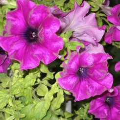 Танака Парпл (Purple) семена петунии крупноцветковой (Kitano Seeds)