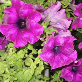 Танака Парпл (Purple) семена петунии крупноцветковой (Kitano Seeds)