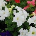 Танго F1 белая (white) семена петунии грандифлора (Hem Genetics)