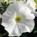 Танго F1 белая (white) семена петунии грандифлора (Hem Genetics)