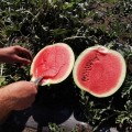 Техас F1 семян арбуза раннего (Innova Seeds)