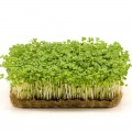 Трио Фитнес набор для выращивания микрозеленые (World of Seeds)