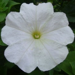 Тритуния F1 фреш вайт семена петунии грандифлора (Syngenta)