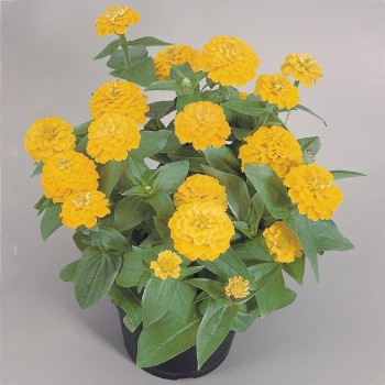 Циннита F1 желтая (yellow) семена майор (Benary)