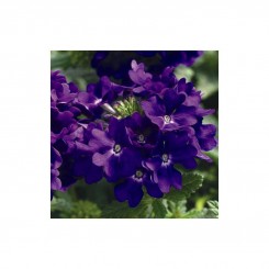 Тускани F1 синие (blue) семена вербены гибридной (Syngenta)