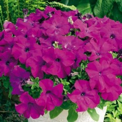 Ультра F1 фиолетовая (purple) семена петунии грандифлора (Syngenta)