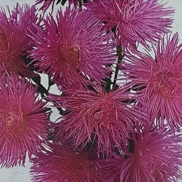 Валкирия розовая (Pink) семена астры (Satimex)