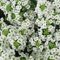 Вандерленд белый (white) семена алиссума (Benary)