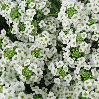 Вандерленд белый (white) семена алиссума (Benary)