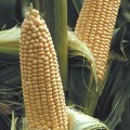 Вега F1 семена кукурузы суперсладкой Sh2 (May Seeds)