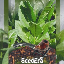 Вирджиния семян курительного табака (Seedera)