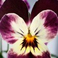 Лаєта Пьорпл насіння віоли (Floragran)
